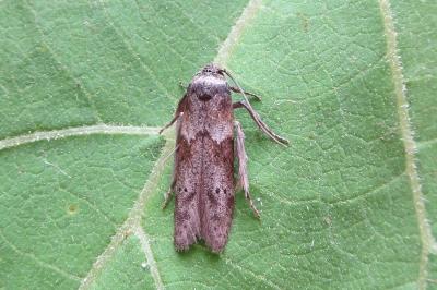 <i>Blastobasis phycidella</i>