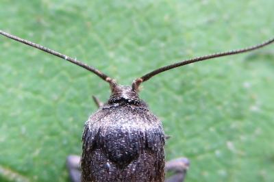 <i>Blastobasis phycidella</i>
