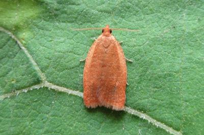 <i>Clepsis consimilana</i>