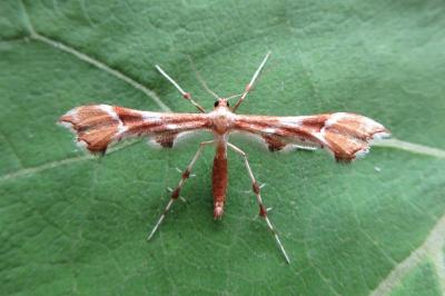 <i>Cnaemidophorus rhododactylus</i>
