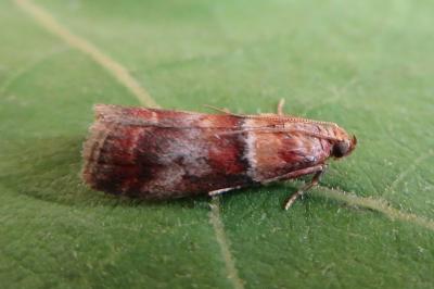 <i>Acrobasis repandana</i>