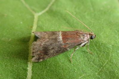 <i>Acrobasis marmorea</i>