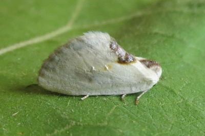 <i>Cilix hispanica</i>