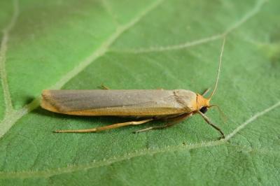 <i>Manulea complana</i>