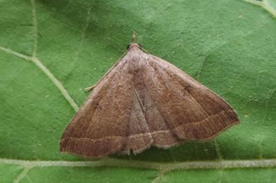 <i>Polypogon plumigeralis</i>