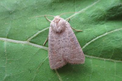 <i>Hoplodrina ambigua</i>