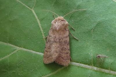 <i>Hoplodrina octogenaria</i>