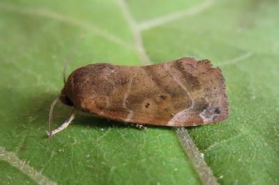 <i>Cosmia affinis</i>