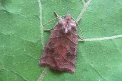 <i>Ipimorpha retusa</i>