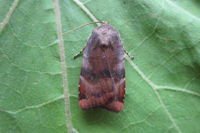 <i>Noctua janthina</i>