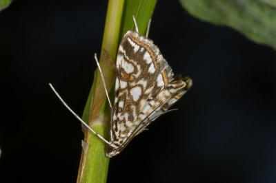 <i>Elophila nymphaeata</i>
