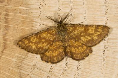<i>Ematurga atomaria</i>