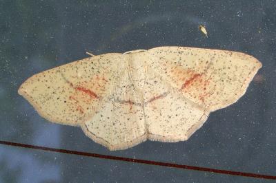 <i>Cyclophora punctaria</i>