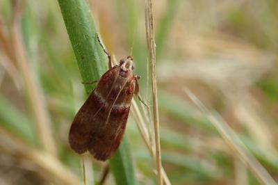<i>Acrobasis tumidana</i>
