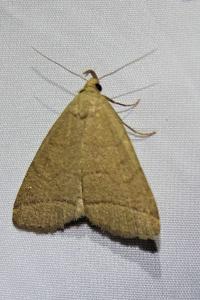 <i>Herminia tarsipennalis</i>
