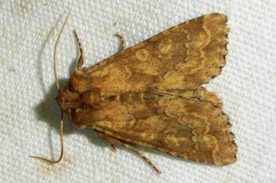 <i>Conisania luteago</i>