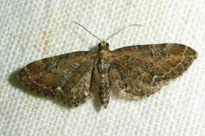 <i>Eupithecia vulgata</i>