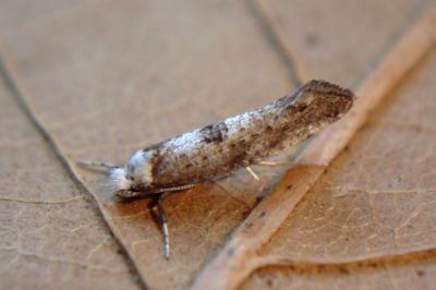 <i>Paraswammerdamia albicapitella</i>