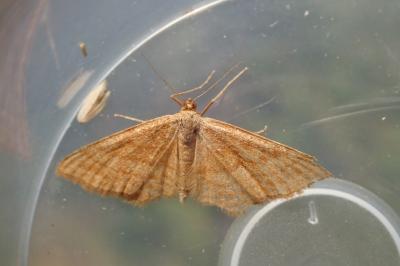 <i>Idaea ochrata</i>