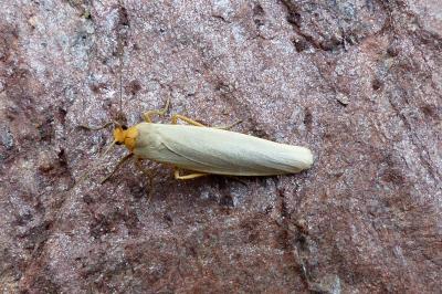 <i>Eilema caniola</i>