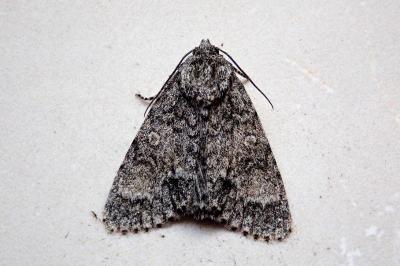 <i>Acronicta megacephala</i>