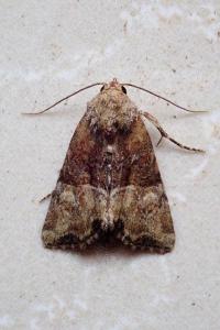 <i>Mesoligia furuncula</i>