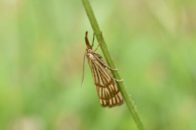 <i>Chrysocrambus linetella</i>