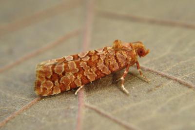 <i>Lozotaeniodes formosana</i>