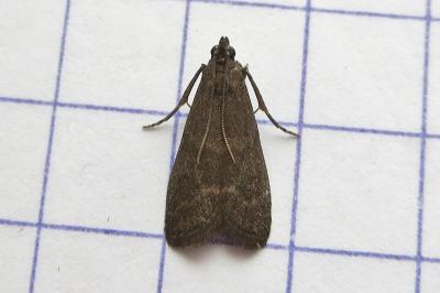 <i>Assara conicolella</i>