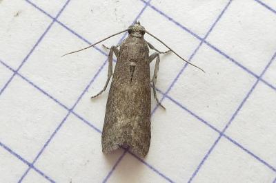 <i>Assara conicolella</i>