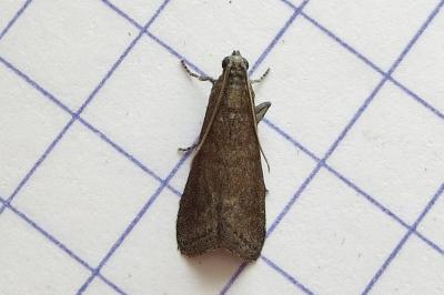 <i>Assara conicolella</i>