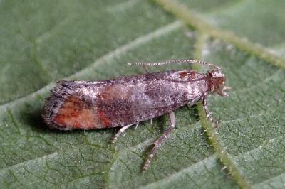 <i>Clavigesta</i>