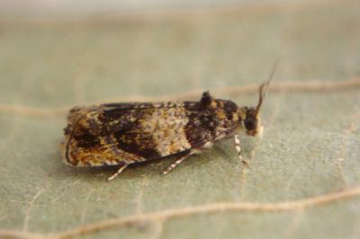 <i>Celypha aurofasciana</i>