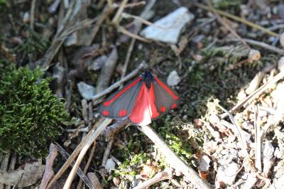<i>Tyria jacobaeae</i>