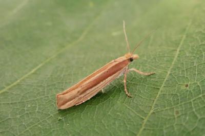 <i>Ypsolopha ustella</i>
