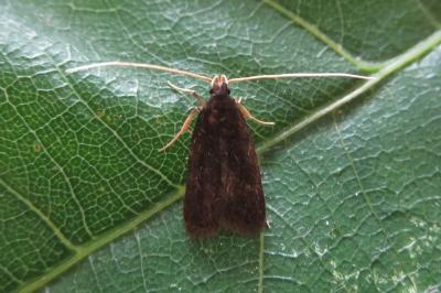 <i>Homaloxestis briantiella</i>