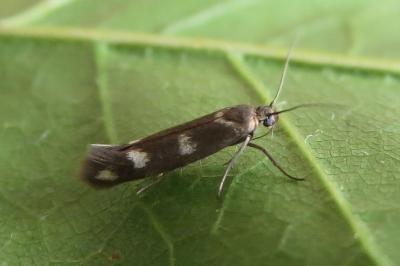 <i>Scythris scopolella</i>