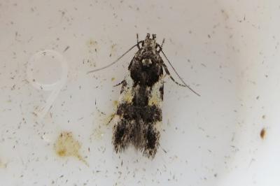 <i>Teleiodes luculella</i>