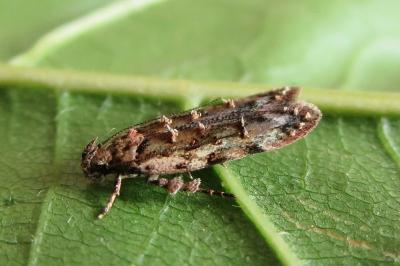 <i>Psoricoptera gibbosella</i>