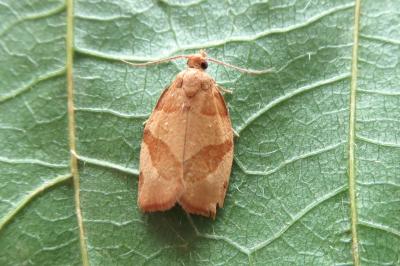 <i>Pandemis cerasana</i>