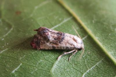 <i>Cochylis posterana</i>