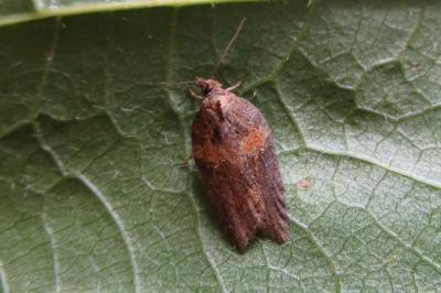 <i>Acleris hastiana</i>