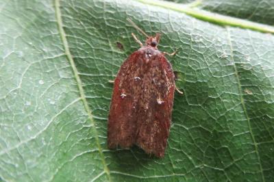 <i>Acleris hastiana</i>