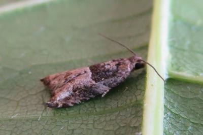 <i>Rhopobota naevana</i>