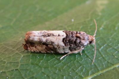 <i>Gypsonoma dealbana</i>