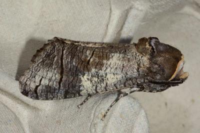 <i>Cossus cossus</i>