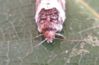 <i>Gypsonoma dealbana</i>