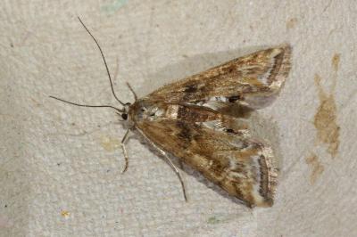 <i>Cataclysta lemnata</i>