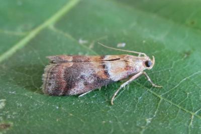 <i>Acrobasis repandana</i>
