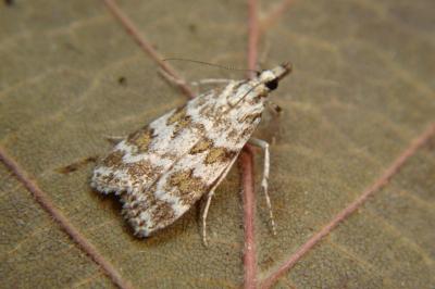 <i>Scoparia ingratella/pyralella</i>